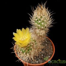 A photo of Eriosyce bulbocalyx