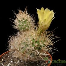 A photo of Eriosyce bulbocalyx