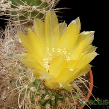 A photo of Eriosyce bulbocalyx
