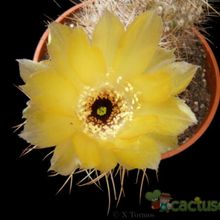 A photo of Eriosyce bulbocalyx