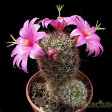A photo of Mammillaria mazatlanensis ssp. patonii
