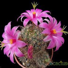 A photo of Mammillaria mazatlanensis ssp. patonii