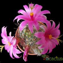 A photo of Mammillaria mazatlanensis ssp. patonii