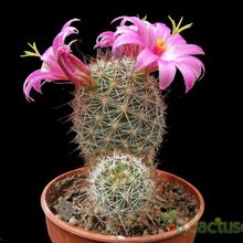 A photo of Mammillaria mazatlanensis ssp. patonii