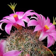 A photo of Mammillaria mazatlanensis ssp. patonii