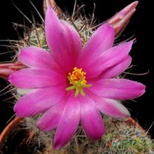 A photo of Mammillaria mazatlanensis ssp. patonii