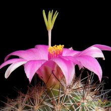 A photo of Mammillaria mazatlanensis ssp. patonii