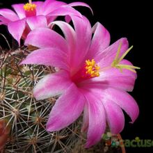 A photo of Mammillaria mazatlanensis ssp. patonii