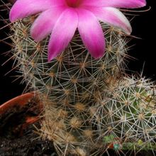 A photo of Mammillaria mazatlanensis ssp. patonii
