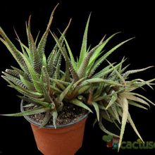 Una foto de Haworthia attenuata var. radula