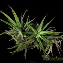 Una foto de Haworthia attenuata var. radula