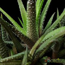 Una foto de Haworthia attenuata var. radula