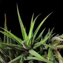 Una foto de Haworthia attenuata var. radula