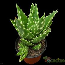 A photo of Aloe perfoliata 