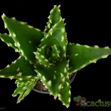 A photo of Aloe perfoliata 
