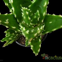 A photo of Aloe perfoliata 