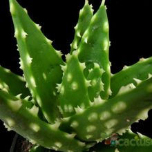 A photo of Aloe perfoliata 