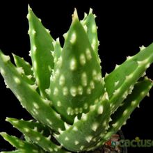 A photo of Aloe perfoliata 