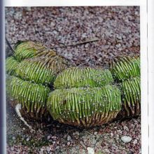 Una foto de Echinopsis pachanoi fma. crestada
