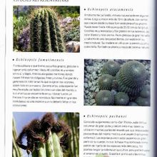 Una foto de Echinopsis pachanoi fma. crestada