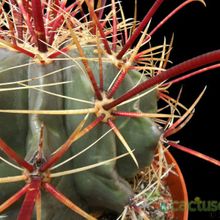 Una foto de Ferocactus gracilis ssp. coloratus