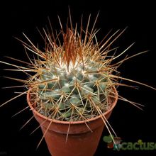 Una foto de Mammillaria petterssonii
