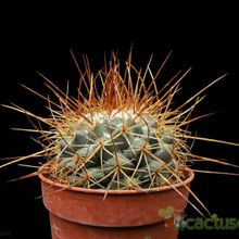 Una foto de Mammillaria petterssonii