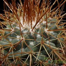 Una foto de Mammillaria petterssonii