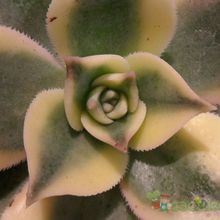 Una foto de Aeonium decorum cv. Sunburst
