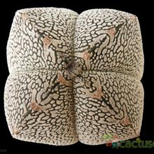 A photo of Astrophytum myriostigma cv. ONZUKA