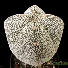 A photo of Astrophytum myriostigma cv. ONZUKA