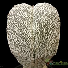 A photo of Astrophytum myriostigma cv. ONZUKA