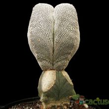 A photo of Astrophytum myriostigma cv. ONZUKA
