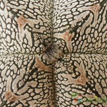 A photo of Astrophytum myriostigma cv. ONZUKA