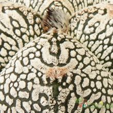 A photo of Astrophytum myriostigma cv. ONZUKA