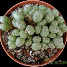 Una foto de Conophytum ficiforme