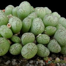 Una foto de Conophytum ficiforme
