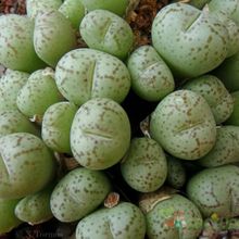 Una foto de Conophytum ficiforme