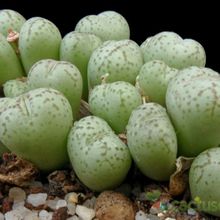 Una foto de Conophytum ficiforme