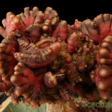 A photo of Echinopsis cv. CHOCOLATE fma. mostruosa