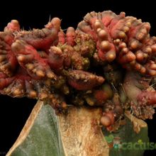 A photo of Echinopsis cv. CHOCOLATE fma. mostruosa