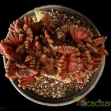 A photo of Echinopsis cv. CHOCOLATE fma. mostruosa
