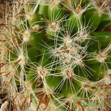 Una foto de Mammillaria tepexicensis