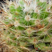 Una foto de Mammillaria tepexicensis
