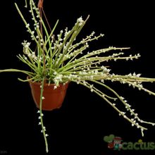 A photo of Rhipsalis baccifera subsp. shaferi