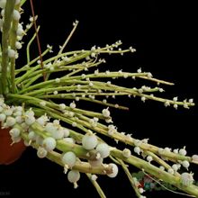 A photo of Rhipsalis baccifera subsp. shaferi