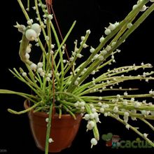 A photo of Rhipsalis baccifera subsp. shaferi