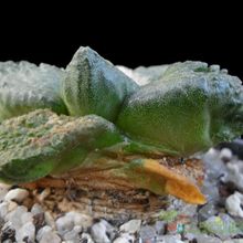 A photo of Ariocarpus fissuratus subsp. fissuratus