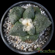 A photo of Ariocarpus fissuratus subsp. fissuratus