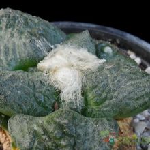 A photo of Ariocarpus fissuratus subsp. fissuratus